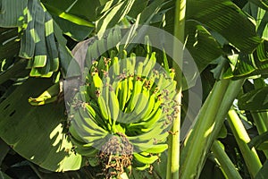 Bunch of green bananas growing in tropics