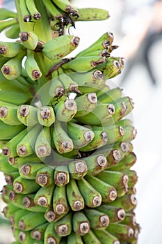 Bunch of green bananas hanging from a palmtree