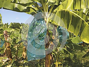 Bunch of green bananas protected with blue plastic bag growing on the banana tree in French West Indies. Martinique Tropical photo