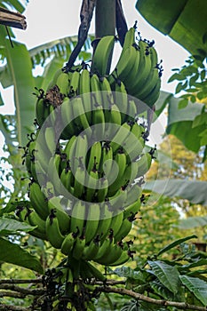 A bunch of green bananas ripens on a palm tree in a tropical garden on Bali Island. Organic Banana Plantation on Bali. Palm tree