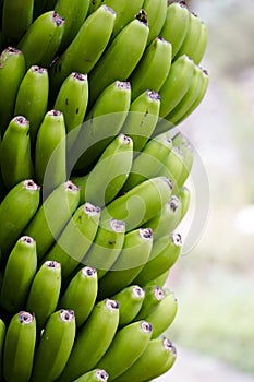 A bunch of green bananas on tree. Tropikal background.