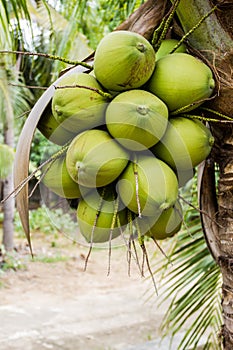 Bunch Green coconut fruit on tree.