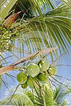 Bunch of green coconuts on the coconut tree with blue sky