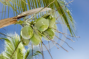 Bunch of green coconuts on the coconut tree with blue sky
