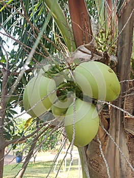 Penacho de verde cocos colgante un árbol en zona tropical 