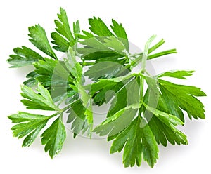 Bunch of green coriander