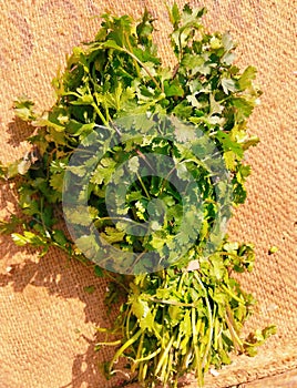 Bunch of green coriander leaves fresh organic and aromatic cilantro herb Chinese parsley spice dhania vegetable photo