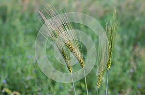 Bunch of green ears of wheat close up shot inside of an agricultural field with copy space