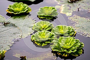 Bunch of green floating water lettuce / cabbage (pistia stratiotes).