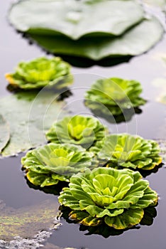 Bunch of green floating water lettuce / cabbage (pistia stratiotes).