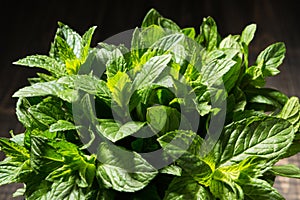 A bunch of green fresh mint close-up, a photo in details, green mint leaves