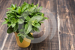 A bunch of green fresh mint in a yellow cup on a wooden table, rustic style