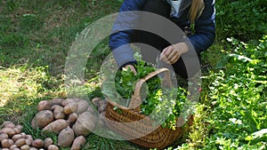 A bunch of green fresh raw dill, parsley and sorrel. Hands girl cuts green bunches of dill, parsley and sorrel, and puts