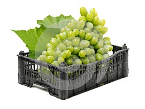 Bunch of green fresh ripe juicy grapes