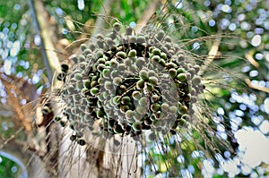 Bunch of Syagrus romanzoffiana fruits growing in the city park photo