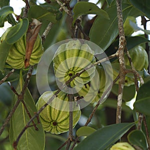 Bunch of green Garcinia Cambogia hanging  in a tree