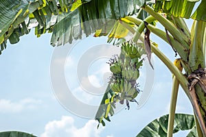 Bunch of green in the garden. Pisang Awak bananas in Thailand