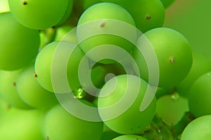 Bunch of green grapes