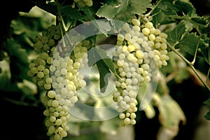 Bunch of Green Grapes