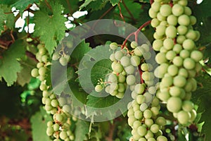 Bunch of green grapes on branches. grapevine