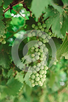 Bunch of green grapes on branches. grapevine