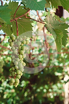 Bunch of green grapes on branches. grapevine