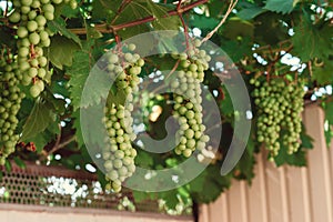 Bunch of green grapes on branches. grapevine