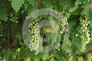 Bunch of green grapes on branches. grapevine