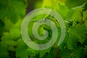 Bunch of green grapes on grapevine