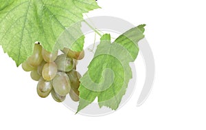 Bunch of green grapes in grapevine isolated