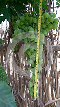 A bunch of green grapes hanging from vines with a yellow metric measuring tape