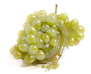 Bunch of green grapes with leaf isolated on white background