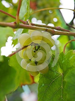 Bunch of green grapes on the vine