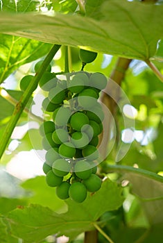 A Bunch of Green Grapes on the Vine