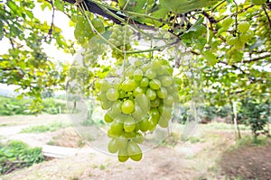A bunch of green grapes
