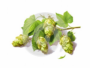 Bunch of green hops on white background