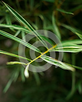 A bunch of green leaves