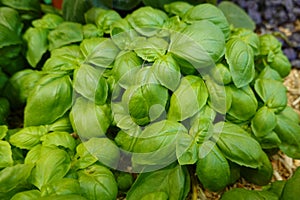 A bunch of green leaves of basil