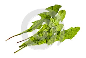 Bunch of green leaves of dandelion grass isolated