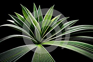 A Bunch Of Green Leaves On Top Of A Black Background With A Black Background Behind It And A Black Background Behin. Generative AI