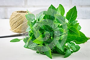 A bunch of green lemon basil with a tangle of twine and scissors on a white concrete table on a brick wall background.
