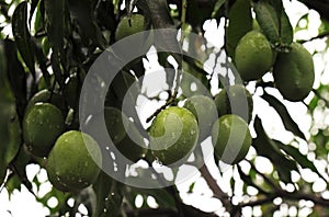 Bunch of green mango on tree. Selective focus
