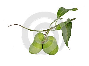 Bunch of green mangoes, Isolated on white background