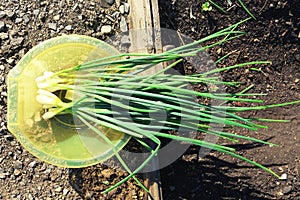 Bunch green onions, top view