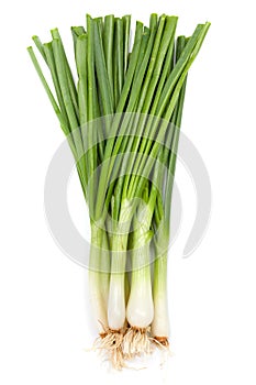 Bunch of green onions on white