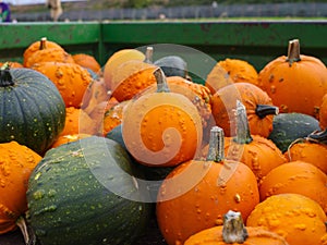 Bunch of green and orange pumpkins stocked up in a large green container