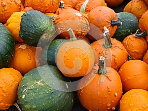 Bunch of green and orange pumpkins stocked up in a spacy container