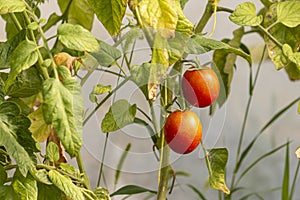 A bunch of green-orange-yellow unripe tomatoes hanging on a branch of a plant