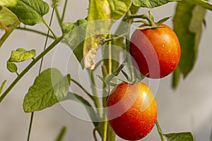 A bunch of green-orange-yellow unripe tomatoes hanging on a branch of a plant