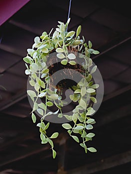 A bunch of green orchids hanging down